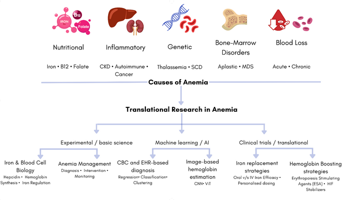 Diagram. Causes of anaemia: nutritional (iron, B12, folate), inflammatory (CKD, autoimmune disease, cancer), genetic (thalassaemia, sickle cell disease), bone-marrow disorders (aplastic anaemia, MDS) and blood loss (acute, chronic). These feed translational research in anaemia along three routes: experimental and basic science (iron and blood cell biology; anaemia diagnosis, intervention and monitoring), machine learning and AI (CBC and EHR-based diagnosis; image-based haemoglobin estimation) and clinical trials (iron replacement strategies; haemoglobin-boosting strategies such as ESAs and HIF stabilisers).